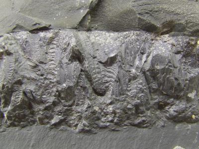Concretion Llanidloes bypass ( Detail ) Bill Bagley Rocks and Minerals